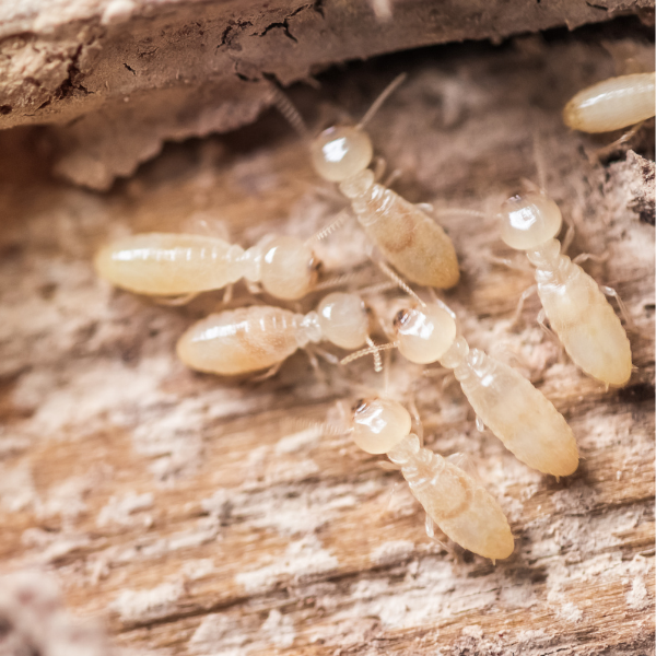 白蟻防治知多少？