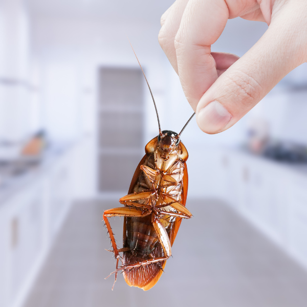 蟑螂問題知多少？