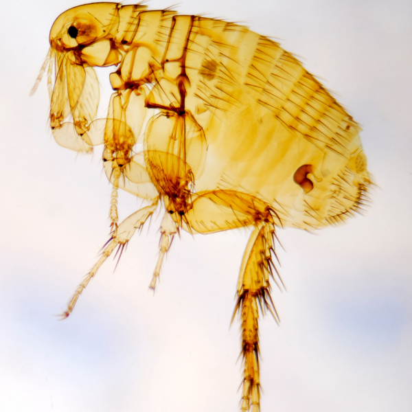 跳蚤防治知多少？